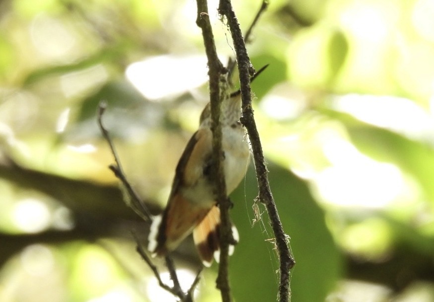 Rufous/Allen's Hummingbird - ML619946734