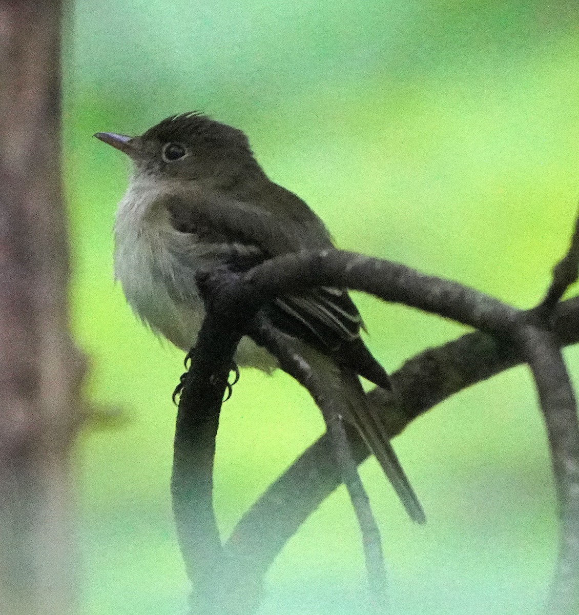 Acadian Flycatcher - ML619946783