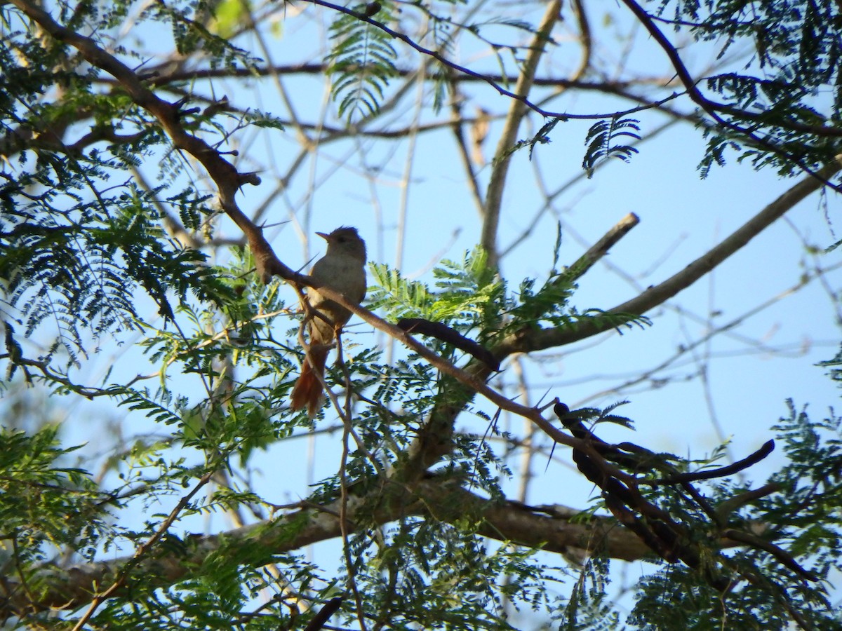 Crested Spinetail - ML619946786