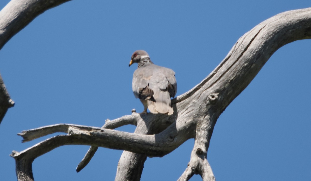 Band-tailed Pigeon - ML619946805