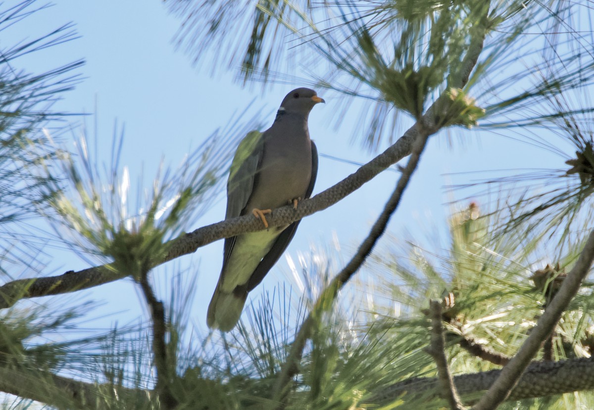 Band-tailed Pigeon - ML619946806