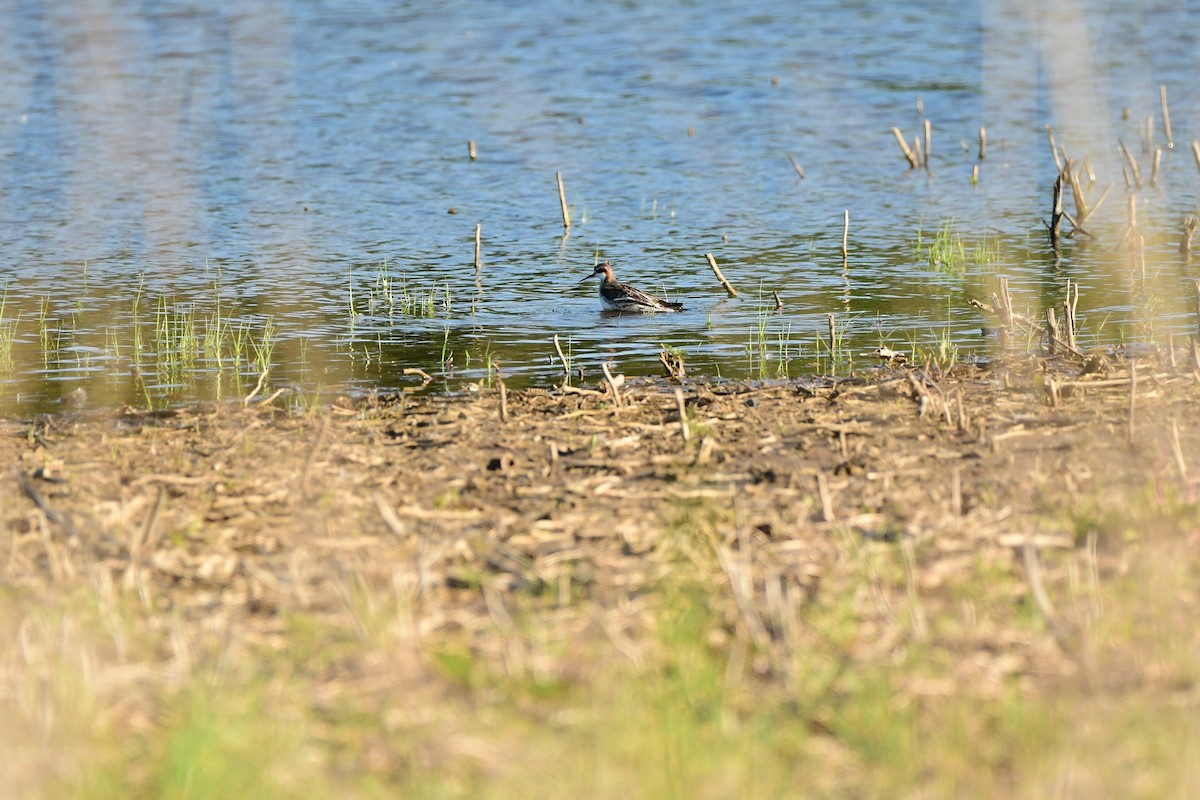 Red-necked Phalarope - ML619946810