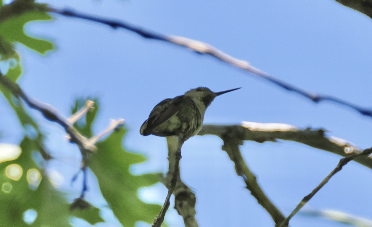 Anna's Hummingbird - ML619946832
