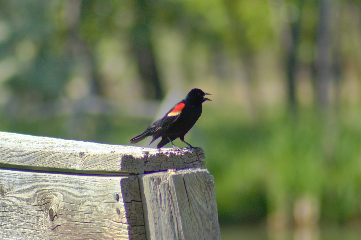 Red-winged Blackbird - ML619946839