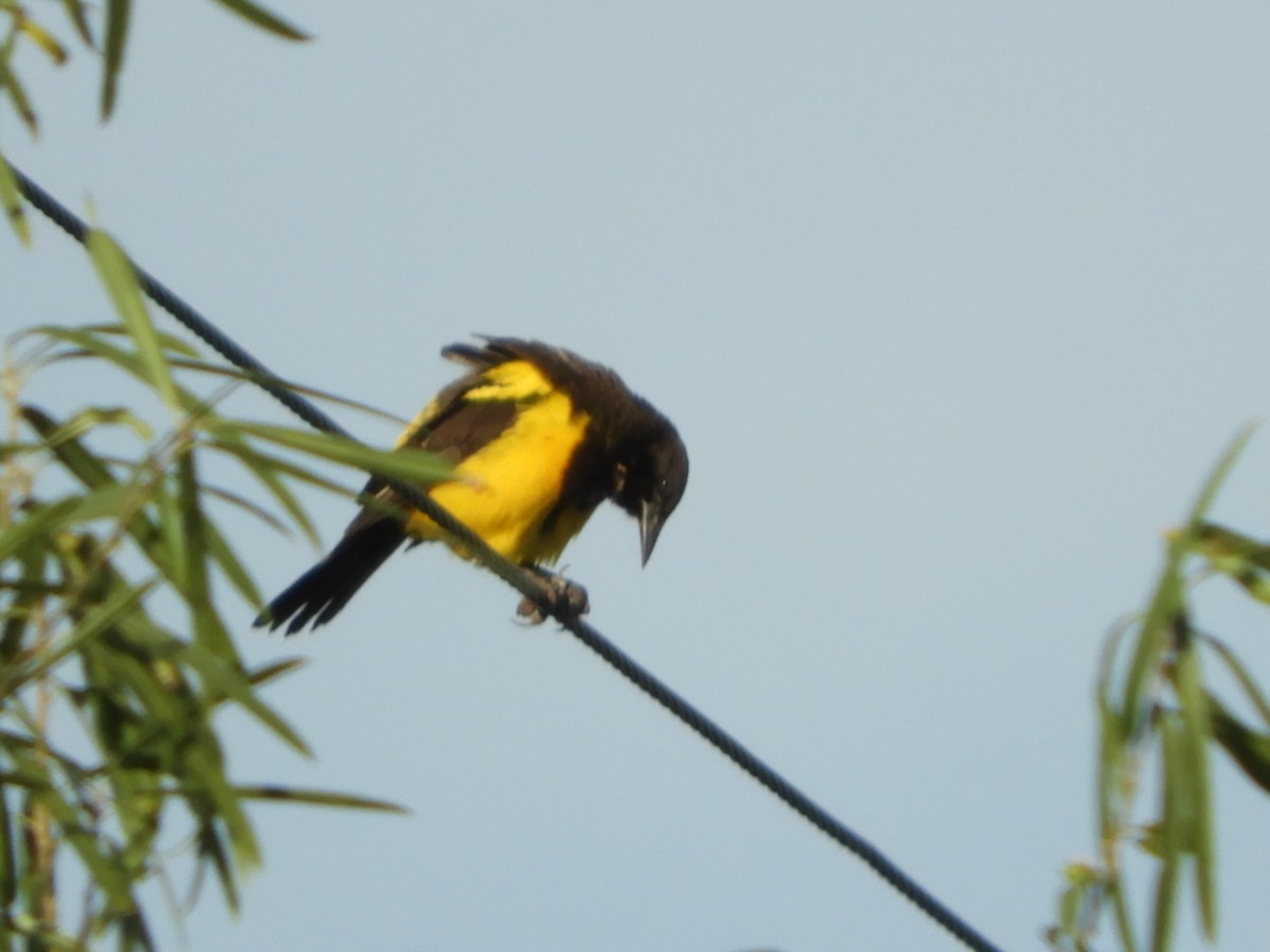 Yellow-rumped Marshbird - ML619946855