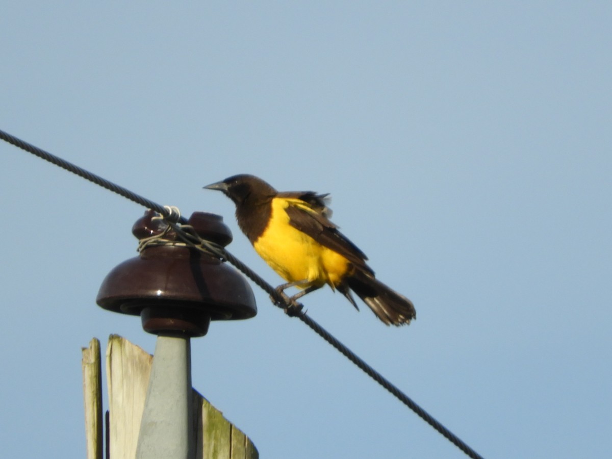Yellow-rumped Marshbird - ML619946856