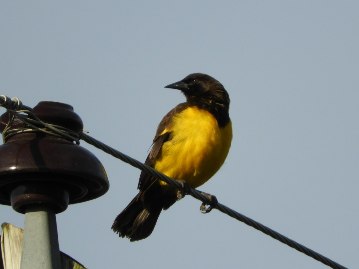 Yellow-rumped Marshbird - ML619946857