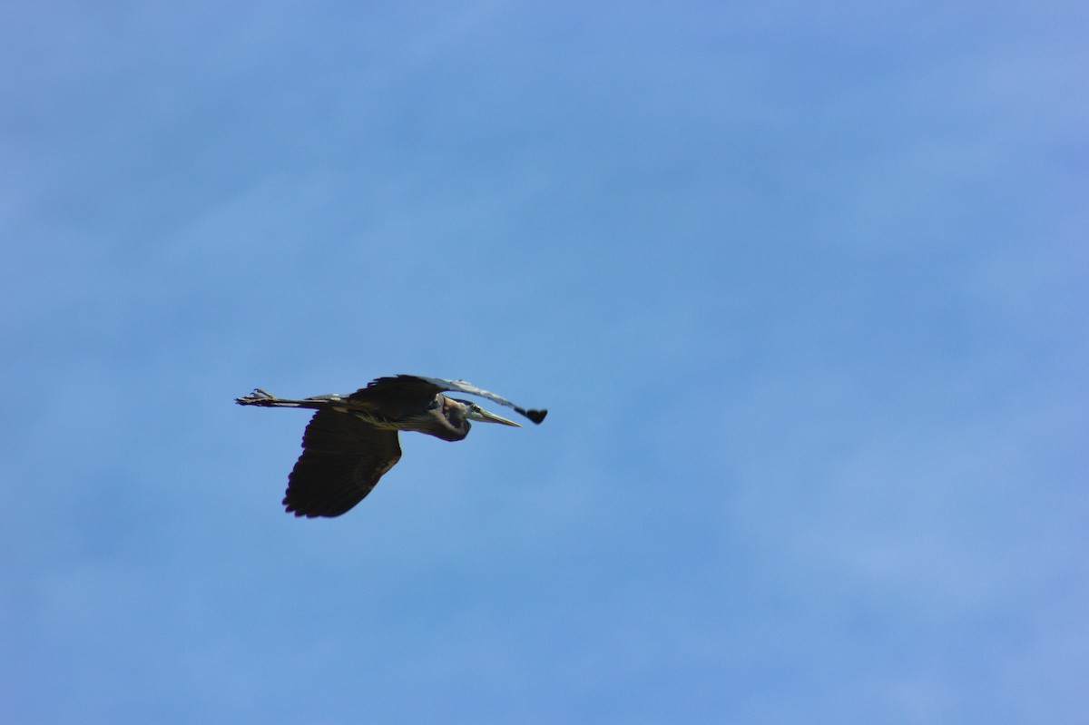 Great Blue Heron - ML619946859