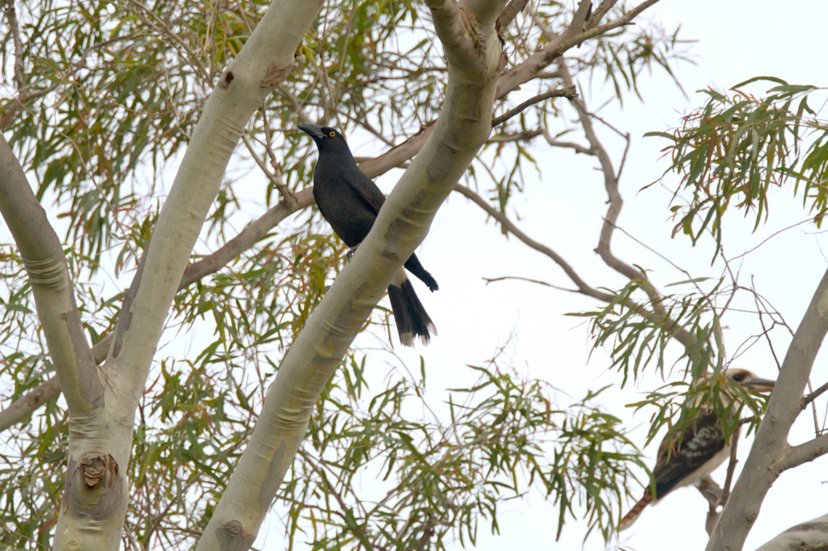 Pied Currawong - ML619946861