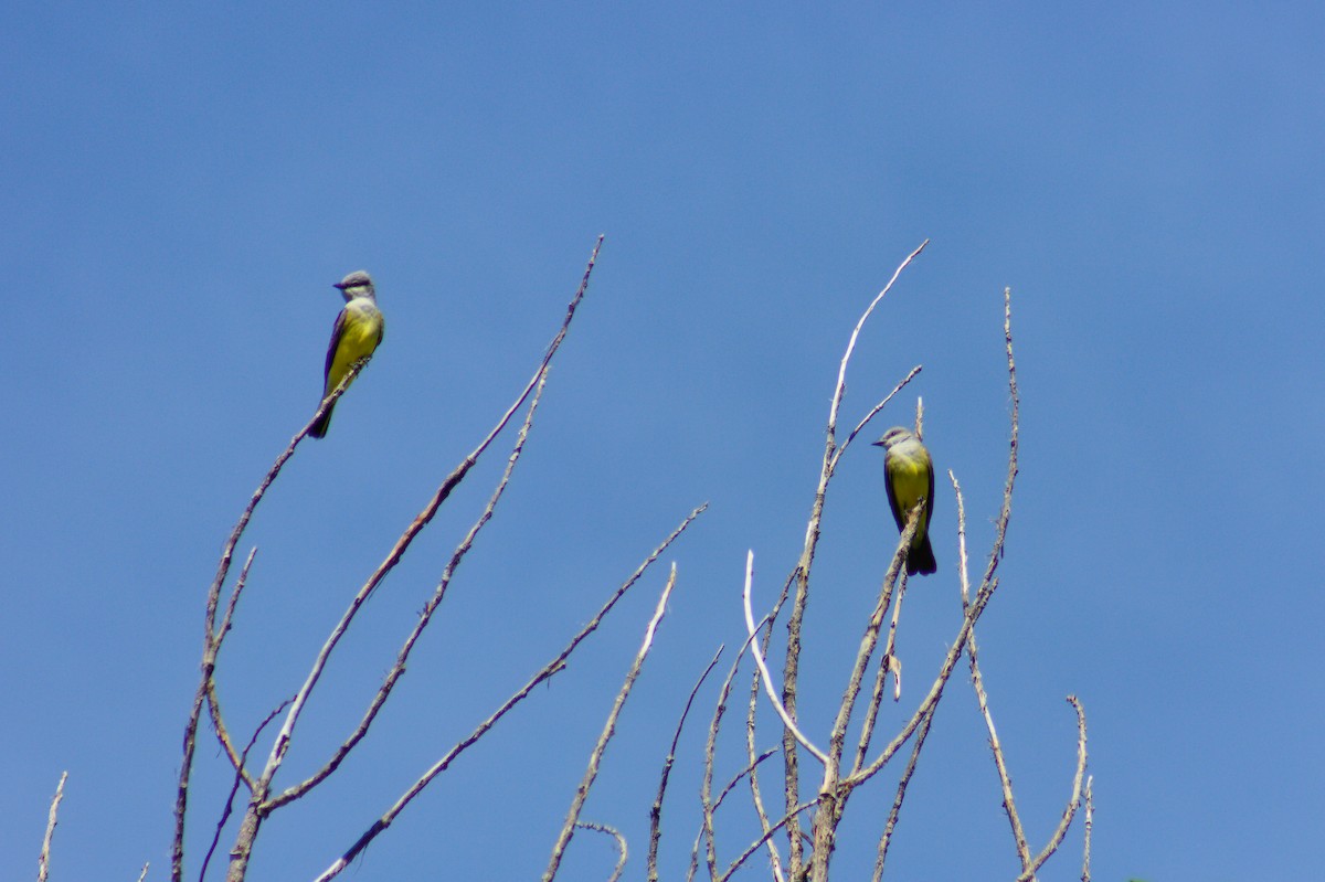 Western Kingbird - ML619946863