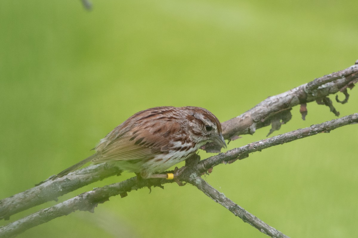 Song Sparrow - Bill Mitchell