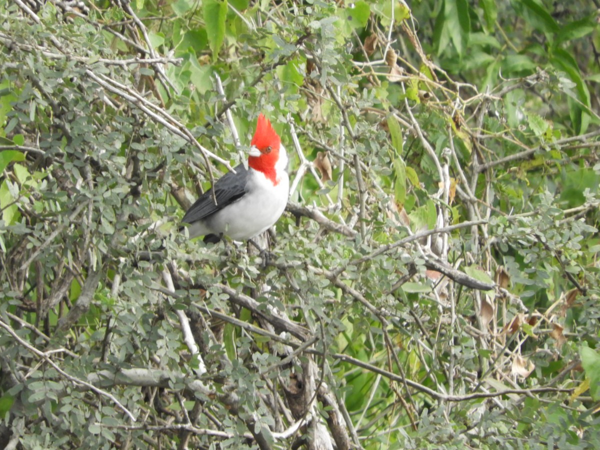 Red-crested Cardinal - ML619946880