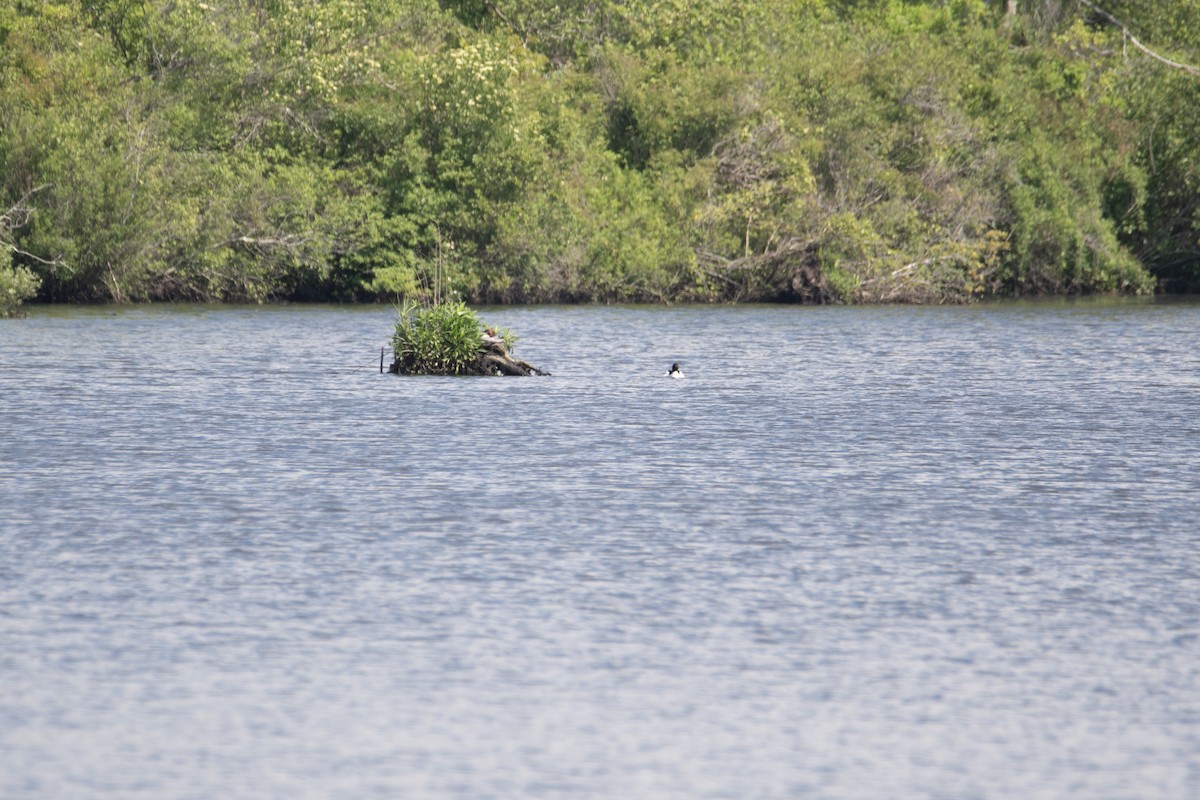 Common Merganser - ML619946889