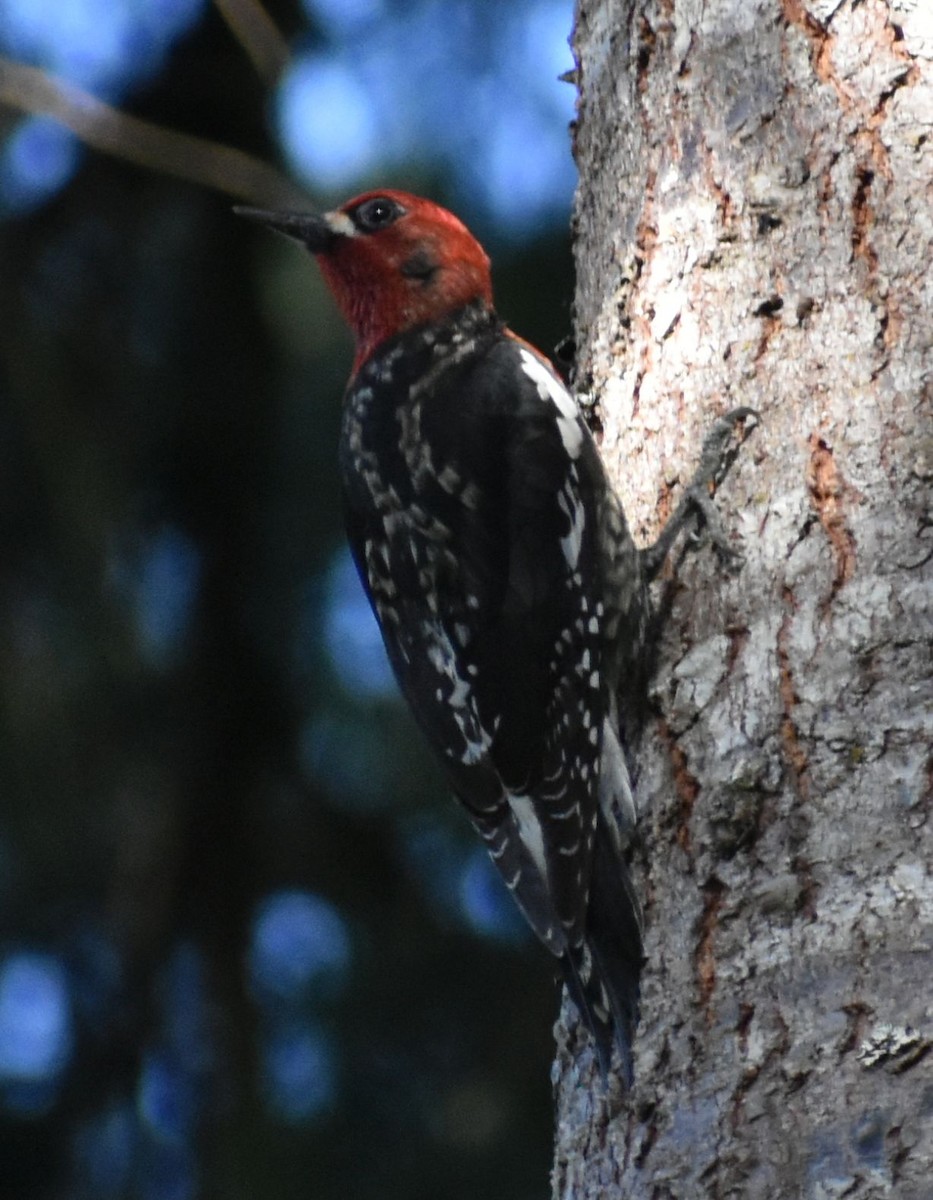 Red-breasted Sapsucker - ML619946902