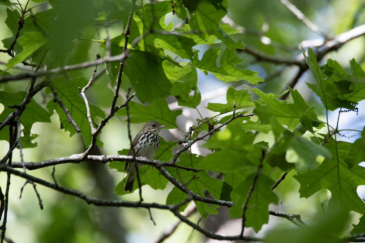 Ovenbird - ML619946916