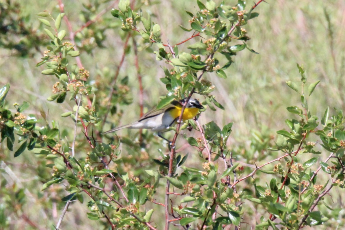 Yellow-breasted Chat - ML619946925