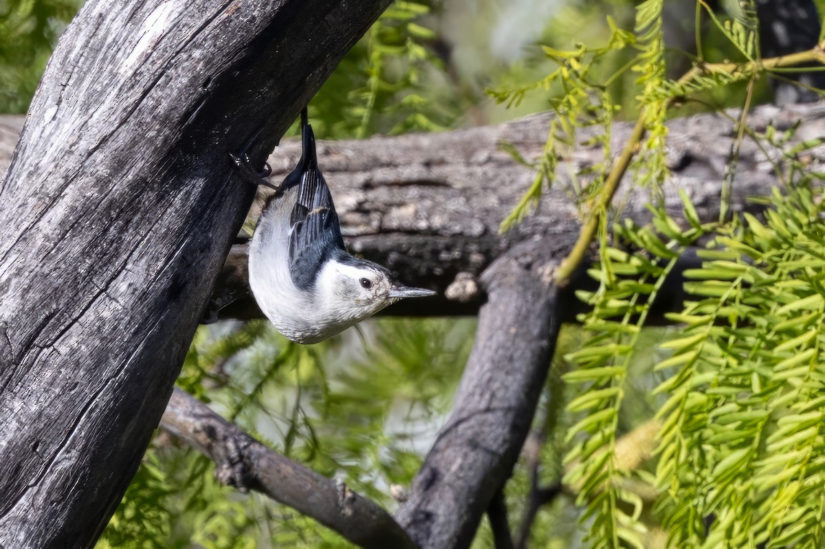 White-breasted Nuthatch - ML619946941