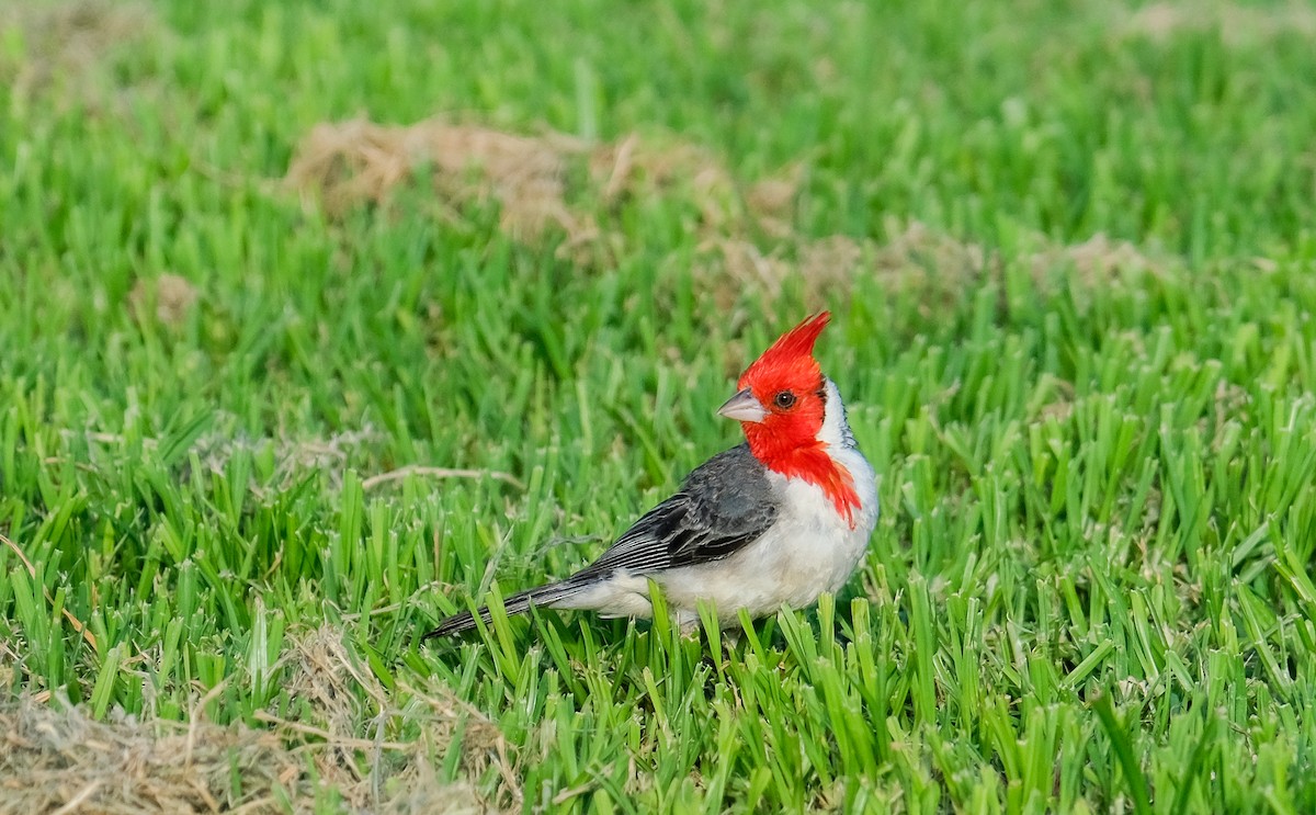 Red-crested Cardinal - ML619946956