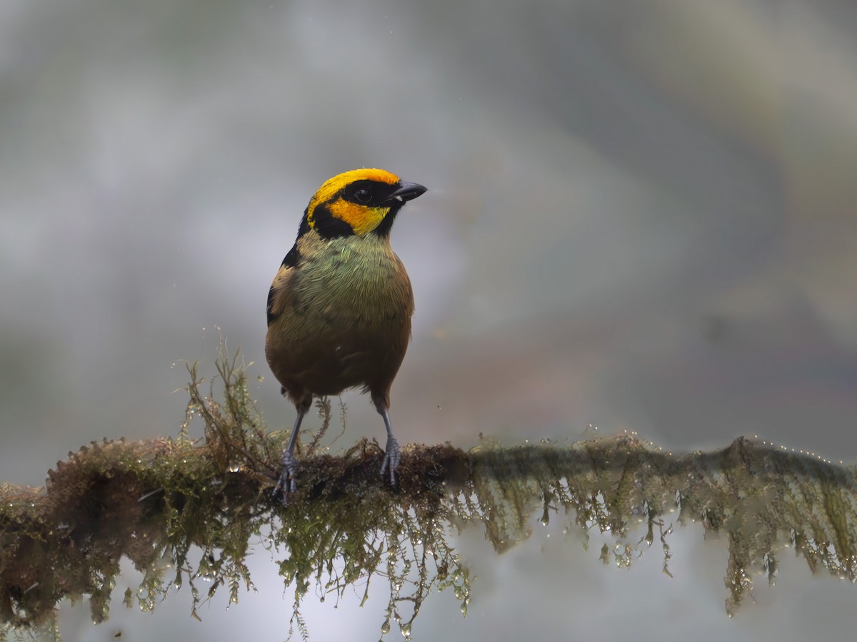 Flame-faced Tanager - ML619946957