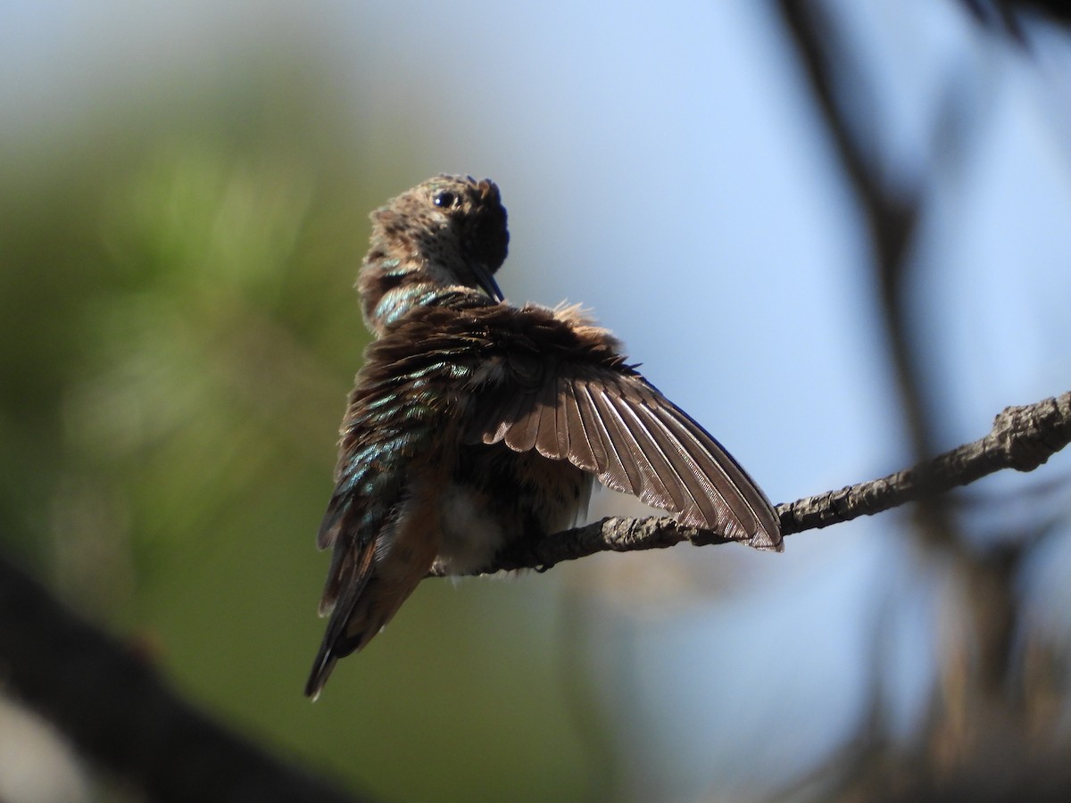 Broad-tailed Hummingbird - ML619946959