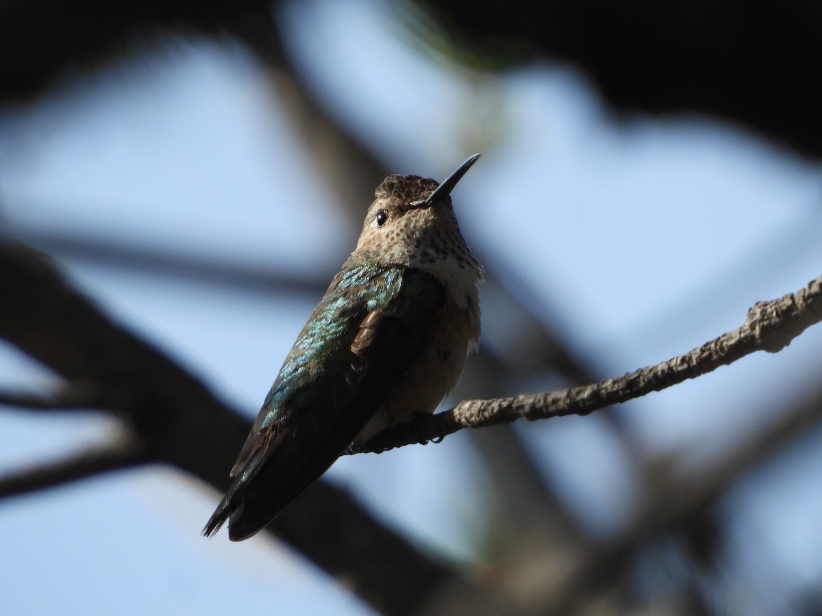 Broad-tailed Hummingbird - ML619946960