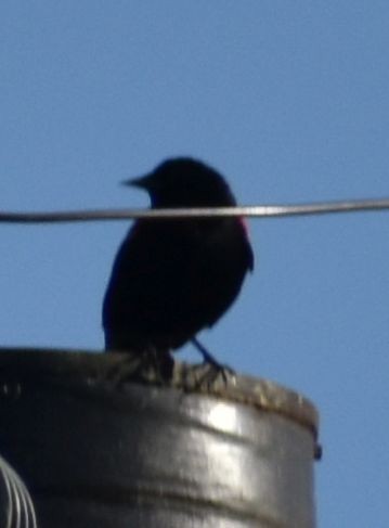 Red-winged Blackbird - ML619946965