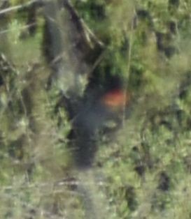 Red-winged Blackbird - ML619946966