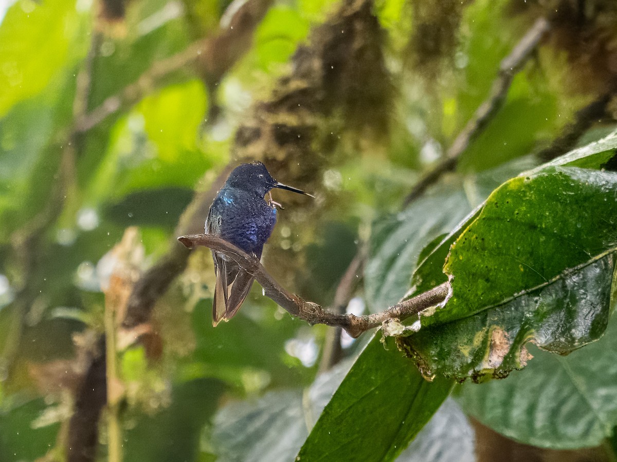 kolibřík hyacintový - ML619946968