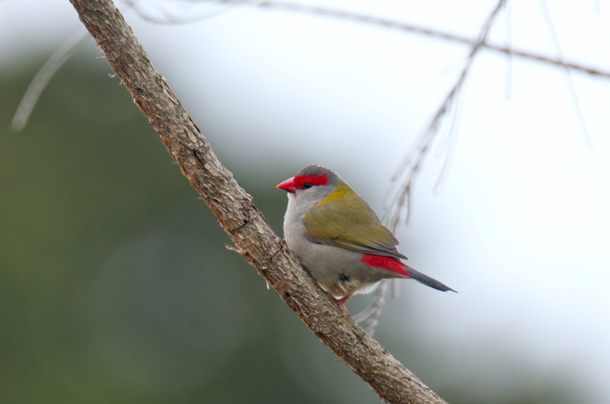 Red-browed Firetail - ML619946996