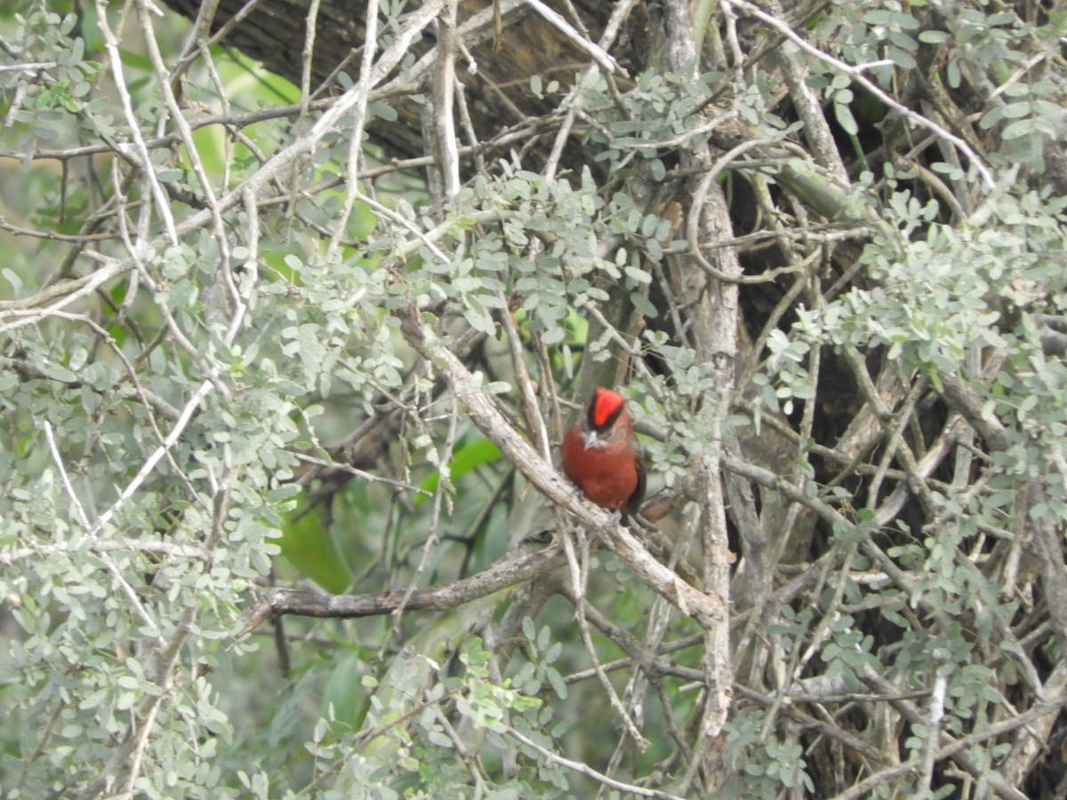 Red-crested Finch - ML619946997