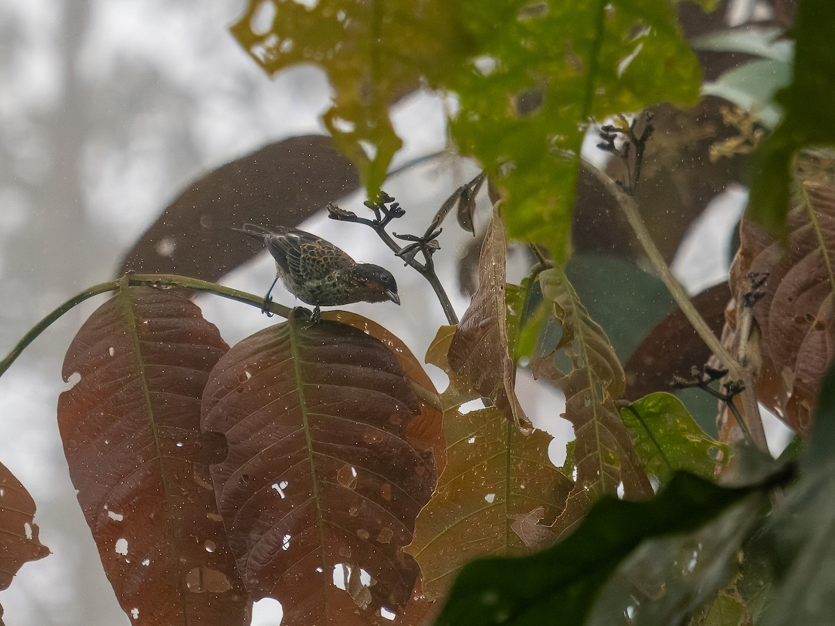 Rufous-throated Tanager - Tony Doty