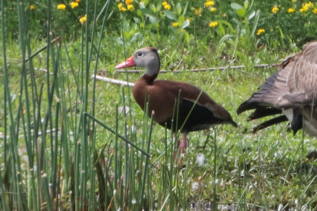 Black-bellied Whistling-Duck - ML619947033