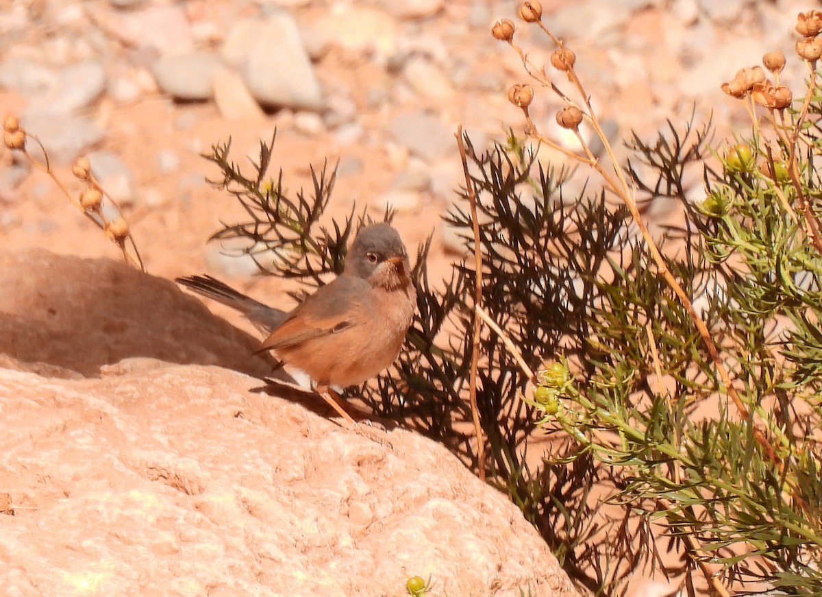 Tristram's Warbler - ML619947053