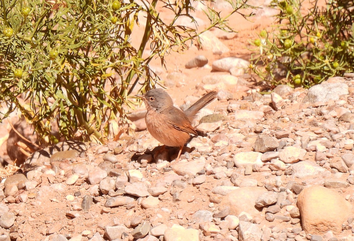 Basamortuko txinboa - ML619947054