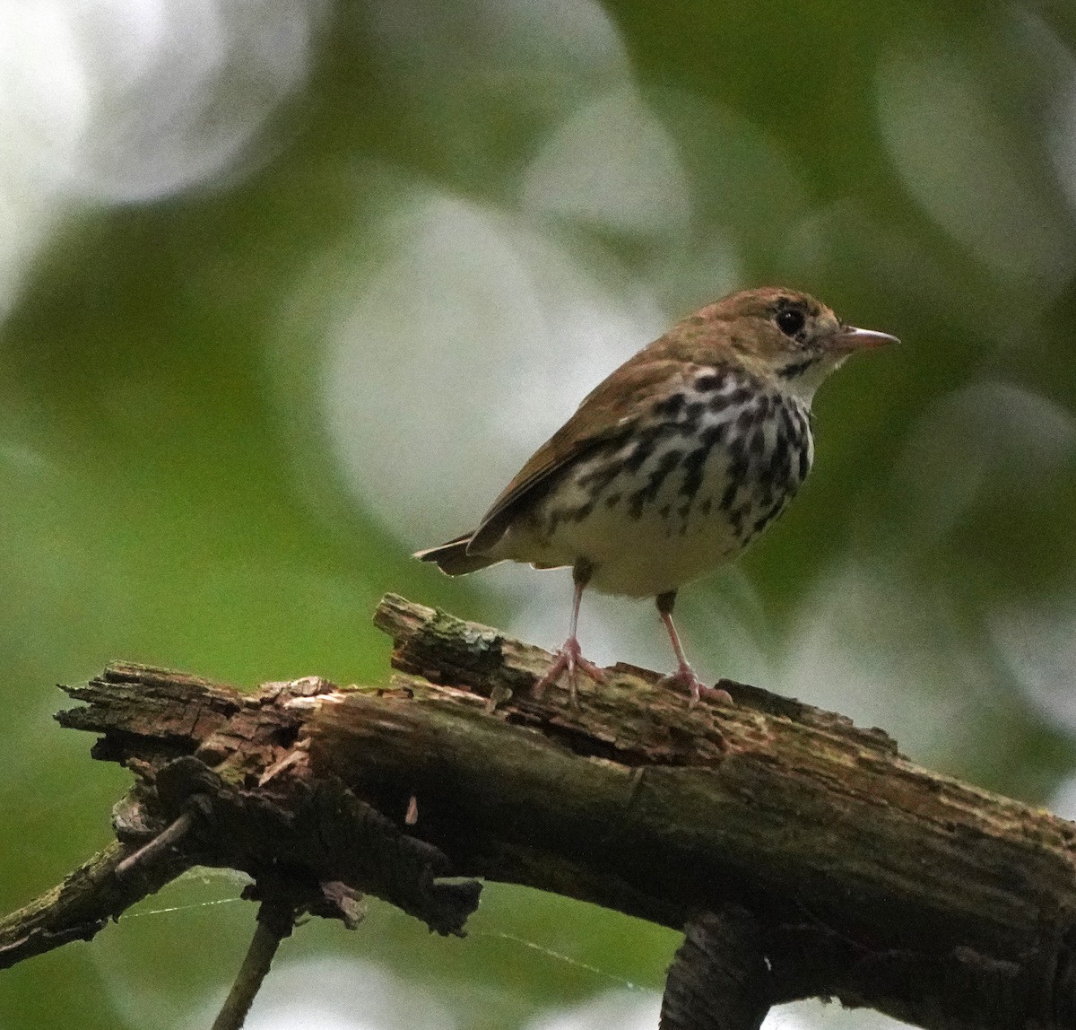 Ovenbird - ML619947067