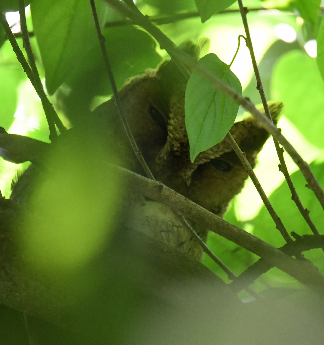 Indian Scops-Owl - ML619947096