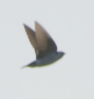 Violet-green Swallow - ML619947098