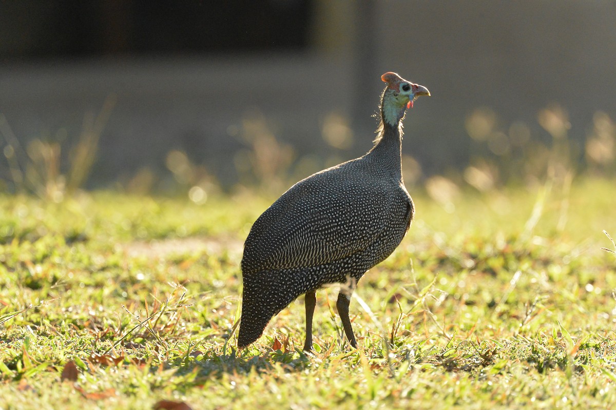 Helmeted Guineafowl - Allison Cao