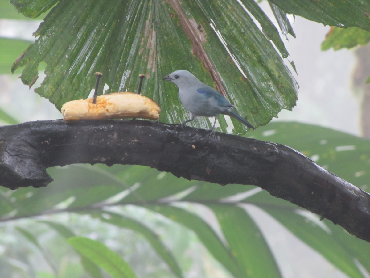 Blue-gray Tanager - ML619947108