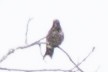 Yakut Boğazlı Kolibri - ML619947112