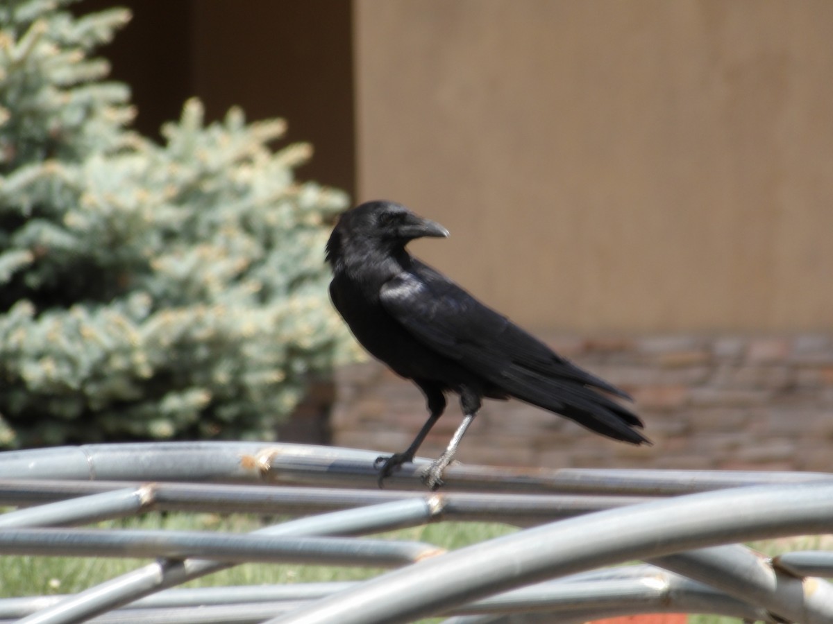 Common Raven - ML619947118
