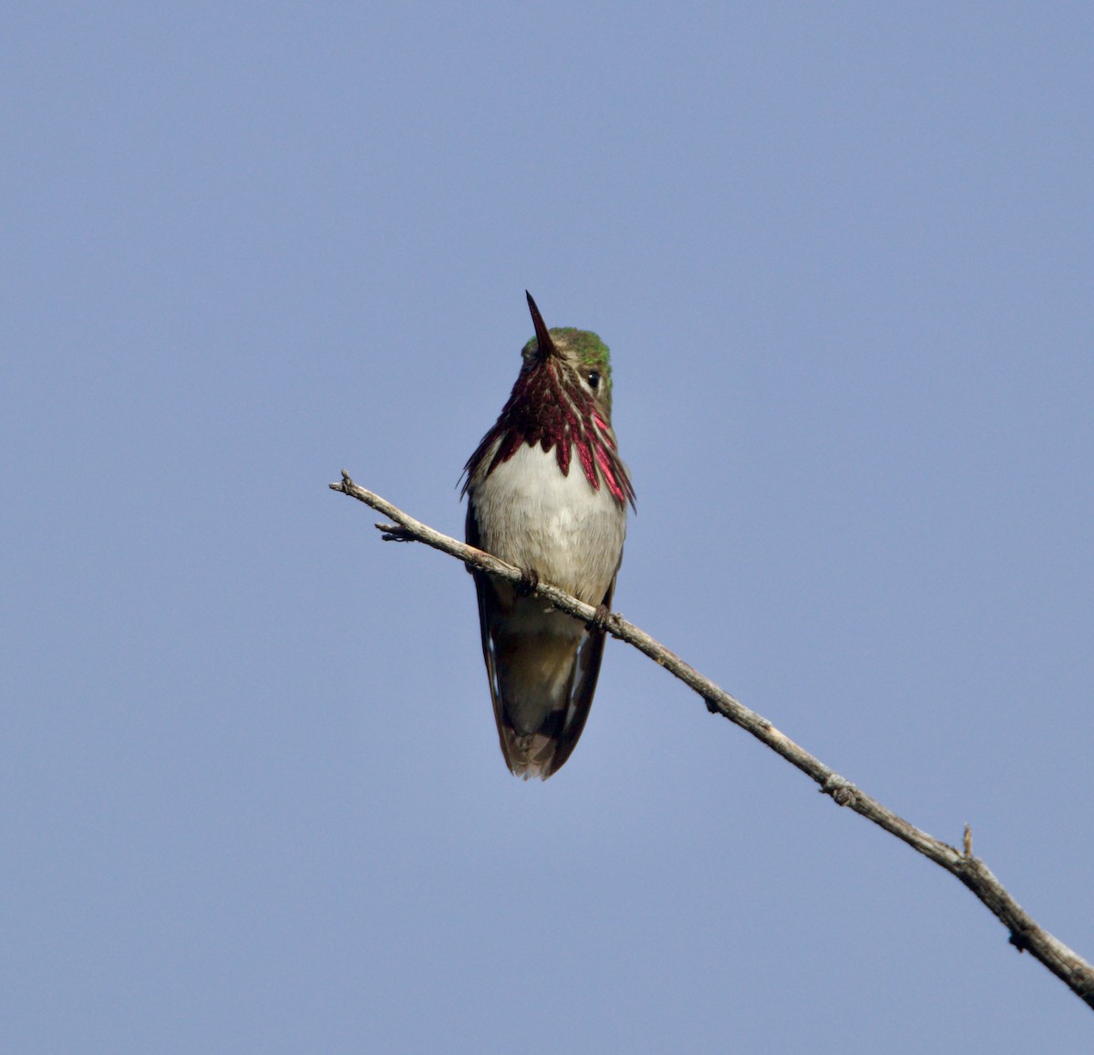 Calliope Hummingbird - ML619947119