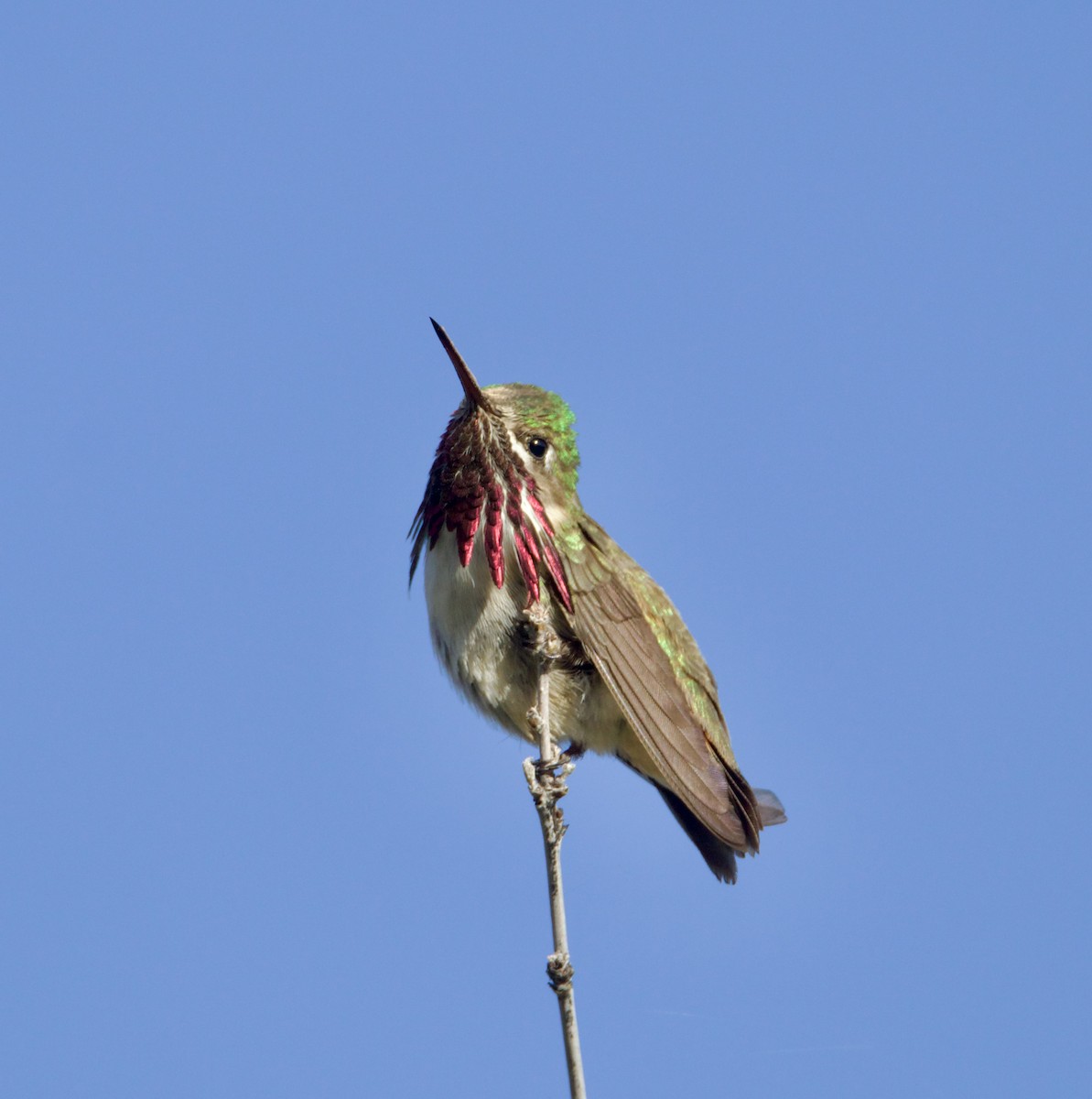 Calliope Hummingbird - ML619947120