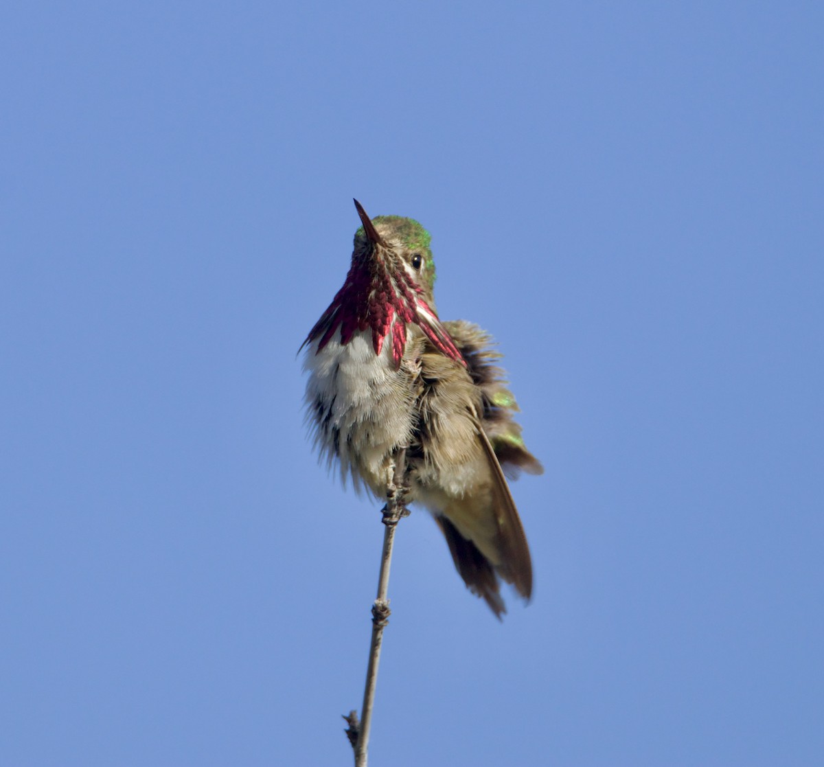 Calliope Hummingbird - ML619947121