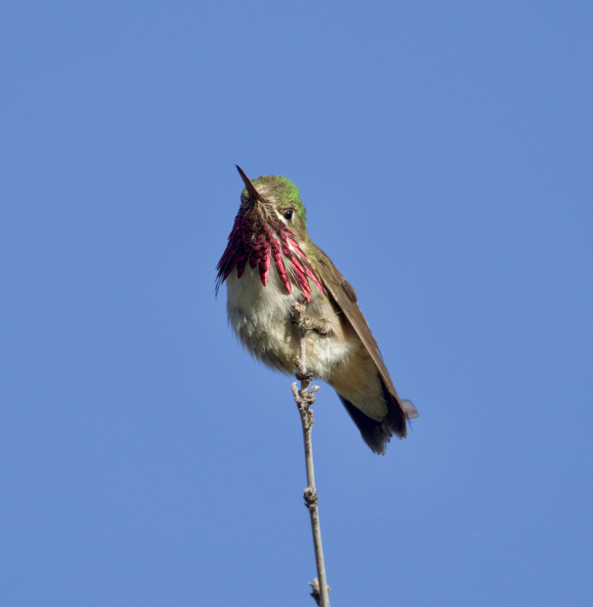 Calliope Hummingbird - ML619947123