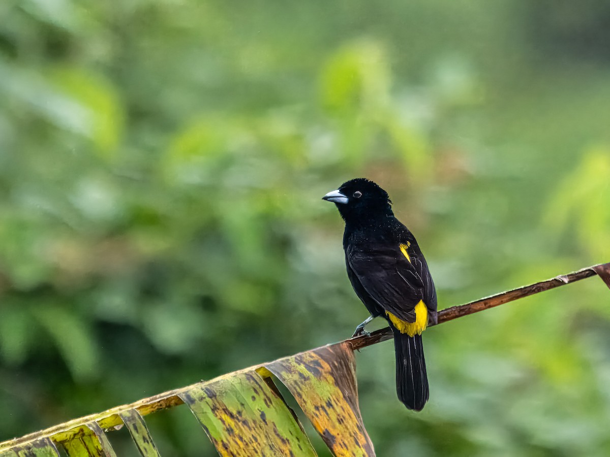Flame-rumped Tanager - ML619947125