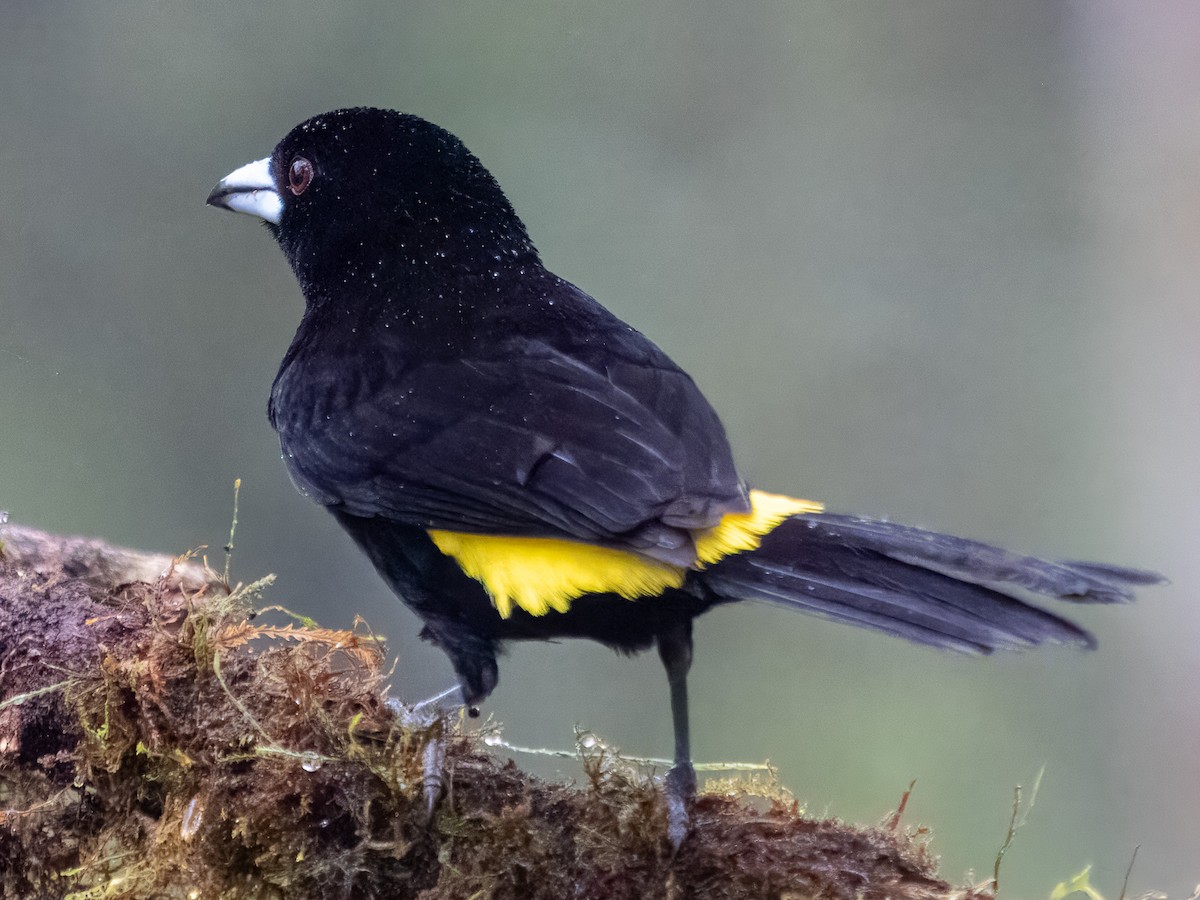 Flame-rumped Tanager - ML619947126