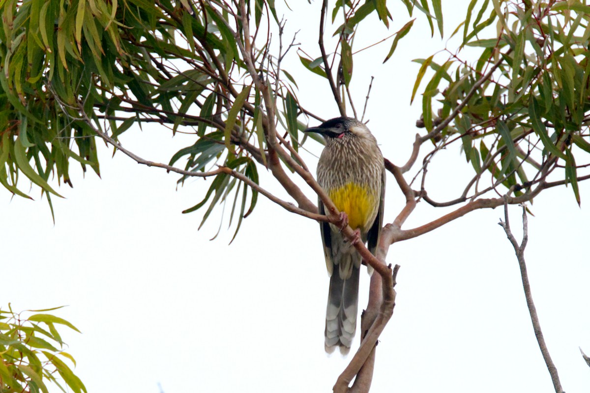 Red Wattlebird - ML619947128