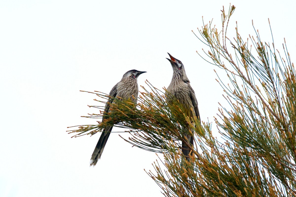 Red Wattlebird - ML619947129