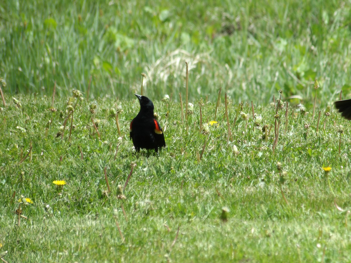 Red-winged Blackbird - ML619947142